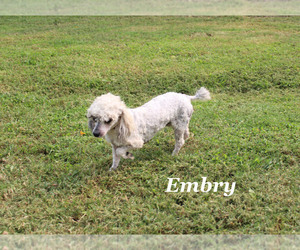 Poodle (Miniature) Puppy for sale in CHANUTE, KS, USA