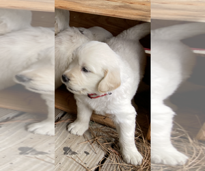 English Cream Golden Retriever Puppy for Sale in BARNWELL, South Carolina USA