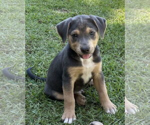 Labrador Retriever-Unknown Mix Dogs for adoption in Garner, NC, USA