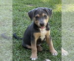 Small Labrador Retriever Mix