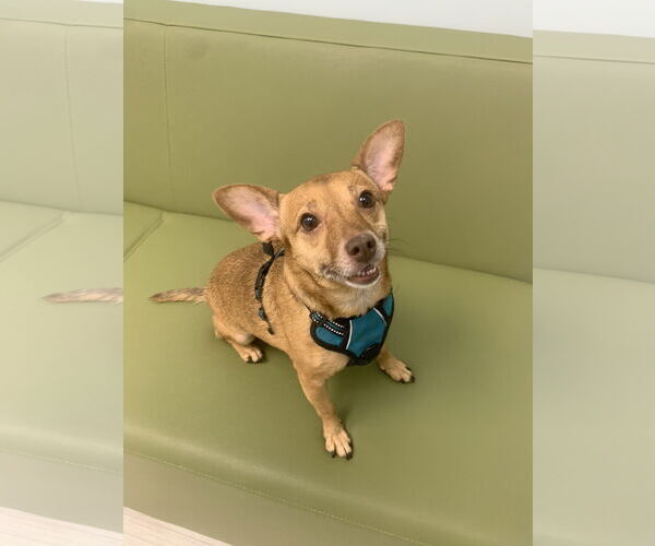 Medium Photo #10 Chihuahua-Unknown Mix Puppy For Sale in Holly Springs, NC, USA
