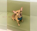 Small #9 Chihuahua Mix