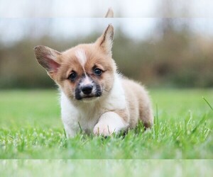 Pembroke Welsh Corgi Puppy for sale in FORT MADISON, IA, USA