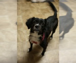 Small Border Terrier Mix