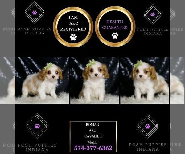 Medium Photo #2 Cavalier King Charles Spaniel Puppy For Sale in WARSAW, IN, USA