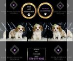 Small #1 Cavalier King Charles Spaniel