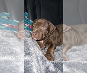 American Bully Puppy for sale in MANSFIELD, OH, USA