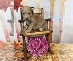 Small Photo #46 Aussiedoodle Puppy For Sale in COMMERCE, MI, USA