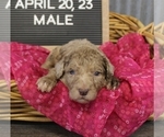 Small Photo #5 Poodle (Standard) Puppy For Sale in NEW YORK MILLS, MN, USA
