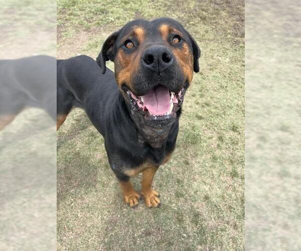Medium Photo #2 Rottweiler-Unknown Mix Puppy For Sale in Riverside, CA, USA