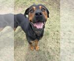 Small #1 Rottweiler Mix