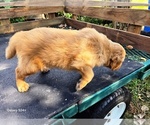Small #4 Golden Retriever