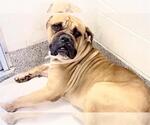 Small Bullmastiff