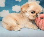 Small #4 Shih Tzu