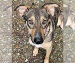 Small #5 German Shepherd Dog Mix