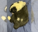 Small Photo #3 Australian Shepherd Puppy For Sale in ROCK SPRING, GA, USA