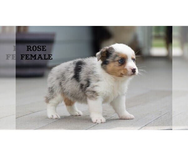 Medium Photo #7 Aussie-Corgi Puppy For Sale in CLARE, MI, USA