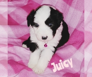 Sheepadoodle Puppy for sale in EASLEY, SC, USA