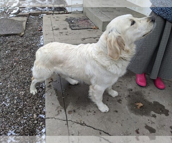 Medium Photo #1 English Cream Golden Retriever Puppy For Sale in WOOSTER, OH, USA