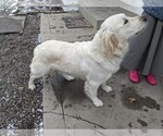 Small Photo #1 English Cream Golden Retriever Puppy For Sale in WOOSTER, OH, USA