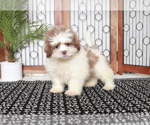 Zuchon Puppy for sale in NAPLES, FL, USA