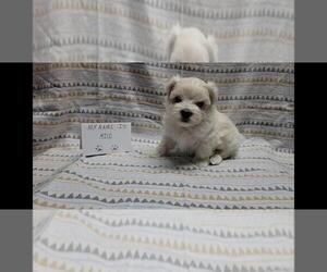 Maltipoo Puppy for sale in BROOKFIELD, MO, USA