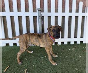 Mutt Dogs for adoption in Modesto, CA, USA