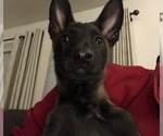 Small Photo #38 Belgian Malinois Puppy For Sale in HARKER HEIGHTS, TX, USA