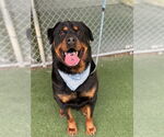 Small #2 Rottweiler