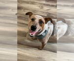 Small #1 Mutt