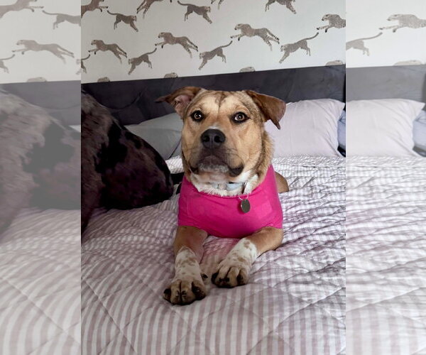 Medium Photo #6 Catahoula Leopard Dog-Unknown Mix Puppy For Sale in Germantown, OH, USA