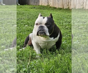 Father of the American Bully puppies born on 12/29/2024
