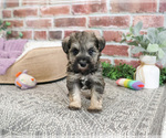 Small #6 Schnauzer (Miniature)