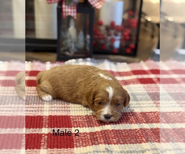 Medium Photo #3 Cavapoo Puppy For Sale in GUTHRIE, KY, USA