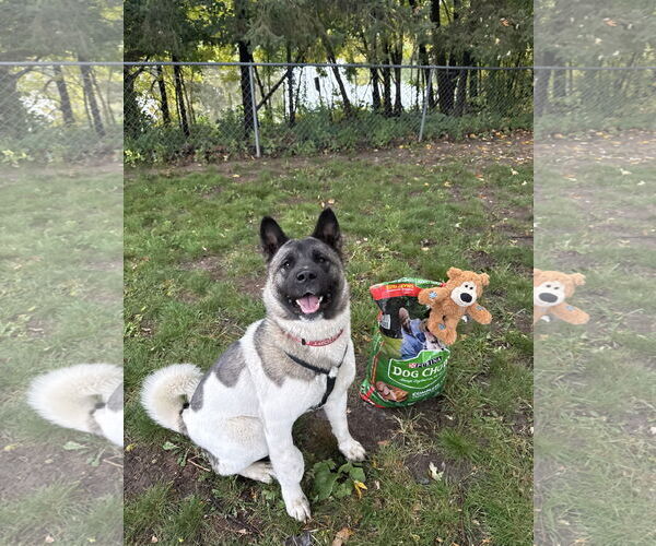Medium Photo #4 Akita-Unknown Mix Puppy For Sale in Princeton, MN, USA