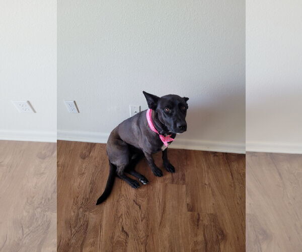 Medium Photo #1 Holland Shepherd-Labrador Retriever Mix Puppy For Sale in Woodland, CA, USA