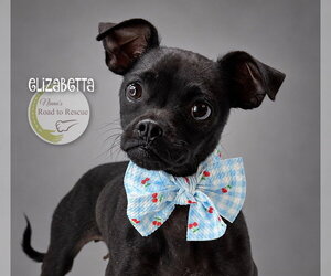 Elizabetta - Female Chug Dog for Adoption - Photo #2