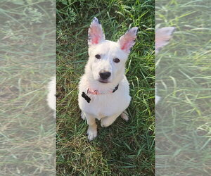Juju Bean - Female American Pit Bull Terrier-Unknown Mix Dog for Adoption - Photo #4