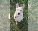 Small #3 American Pit Bull Terrier Mix