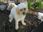 Small Photo #1 Cavachon Puppy For Sale in SHOW LOW, AZ, USA
