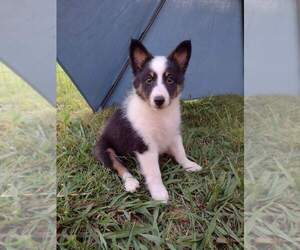 Shetland Sheepdog Puppy for sale in SMYRNA, TN, USA