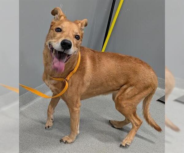 Medium Photo #1 German Shepherd Dog Puppy For Sale in San Martin, CA, USA