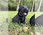 Puppy Rebel Schnauzer (Giant)