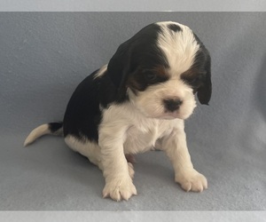 Cavalier King Charles Spaniel Puppy for sale in ALLENDALE, MI, USA