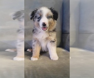 Medium Australian Shepherd