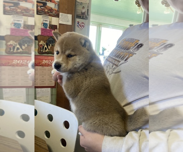 Medium Photo #3 Shiba Inu Puppy For Sale in MOUNT PLEASANT, IA, USA