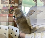 Hudson - Male Shiba Inu Puppy for Sale - Photo #3