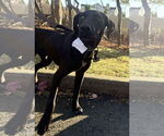 Small #4 Labrador Retriever Mix