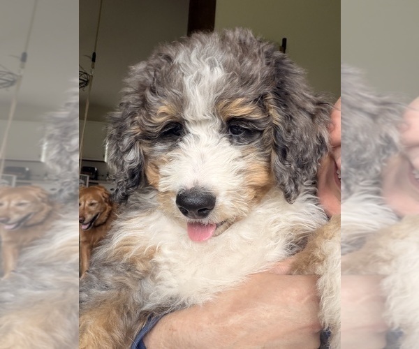 Medium Photo #3 Bernedoodle Puppy For Sale in CENTURIA, WI, USA