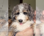 Small #2 Bernedoodle
